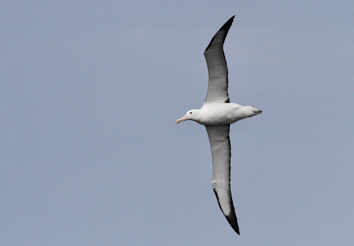 Northern Royal Albatross - ML642997882