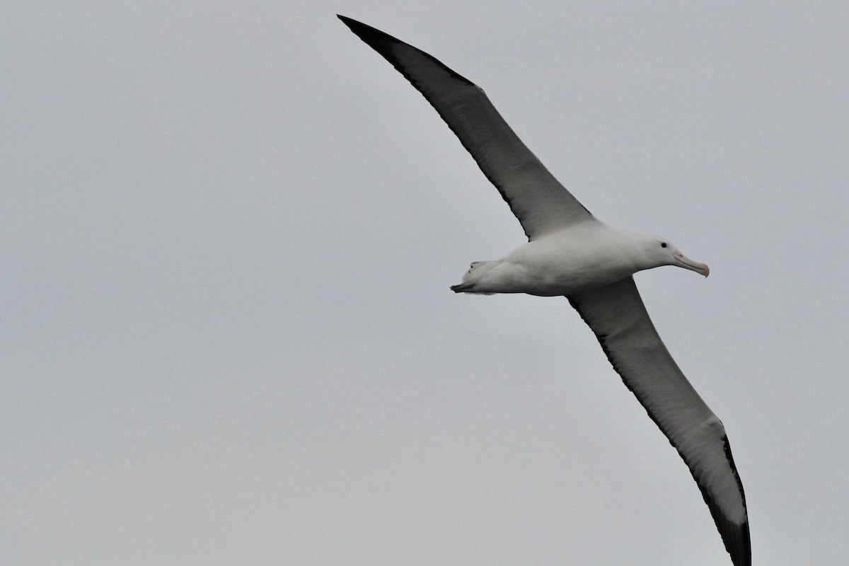 Northern Royal Albatross - ML642997883