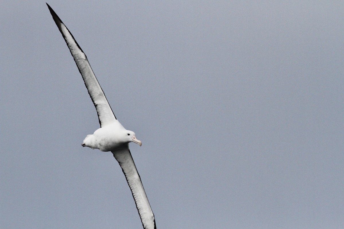 Northern Royal Albatross - ML642997884