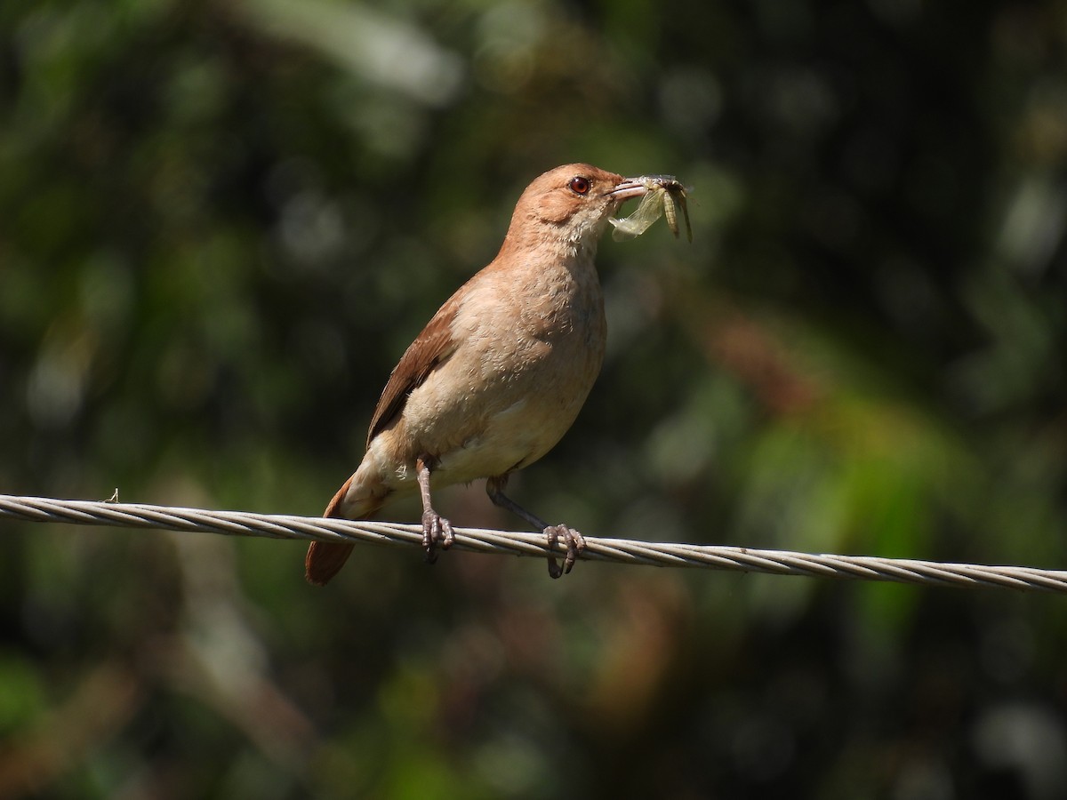 Rufous Hornero - ML642997886