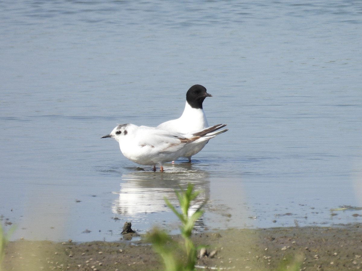 Little Gull - ML642997889
