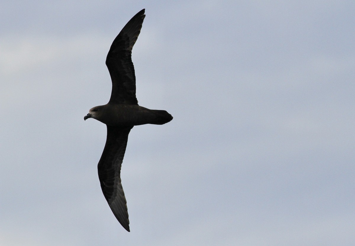 Gray-faced Petrel - ML642997903