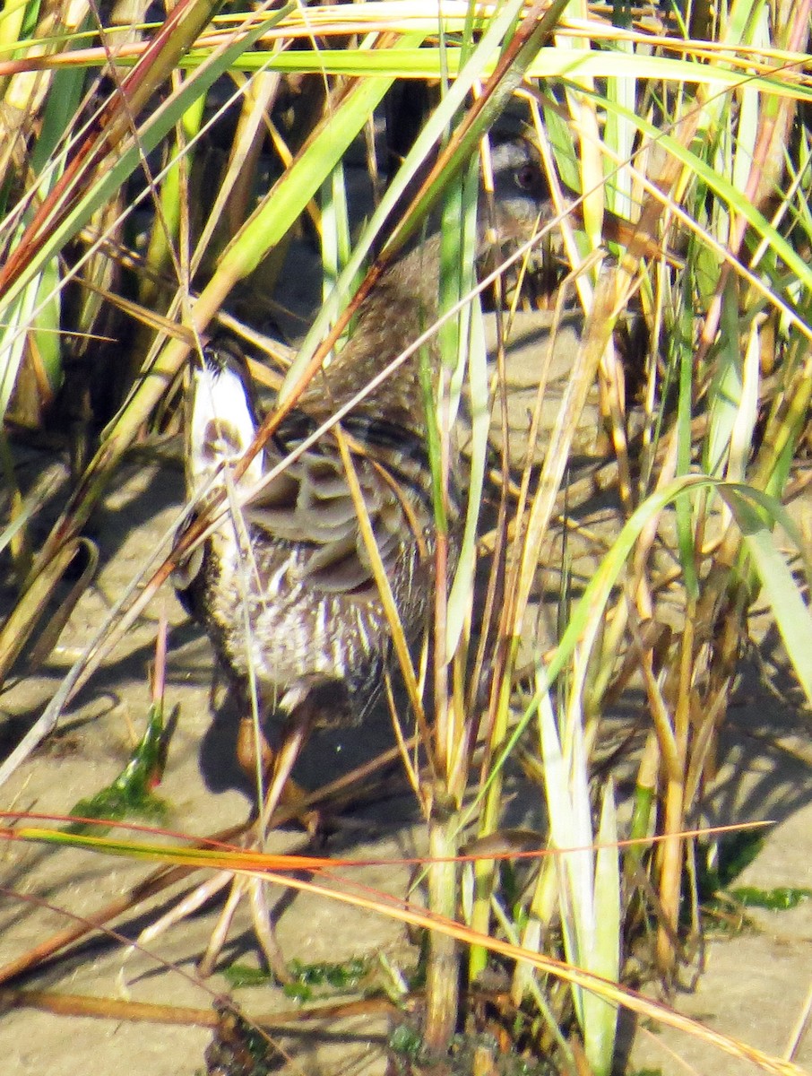 Clapper Rail - ML642997905