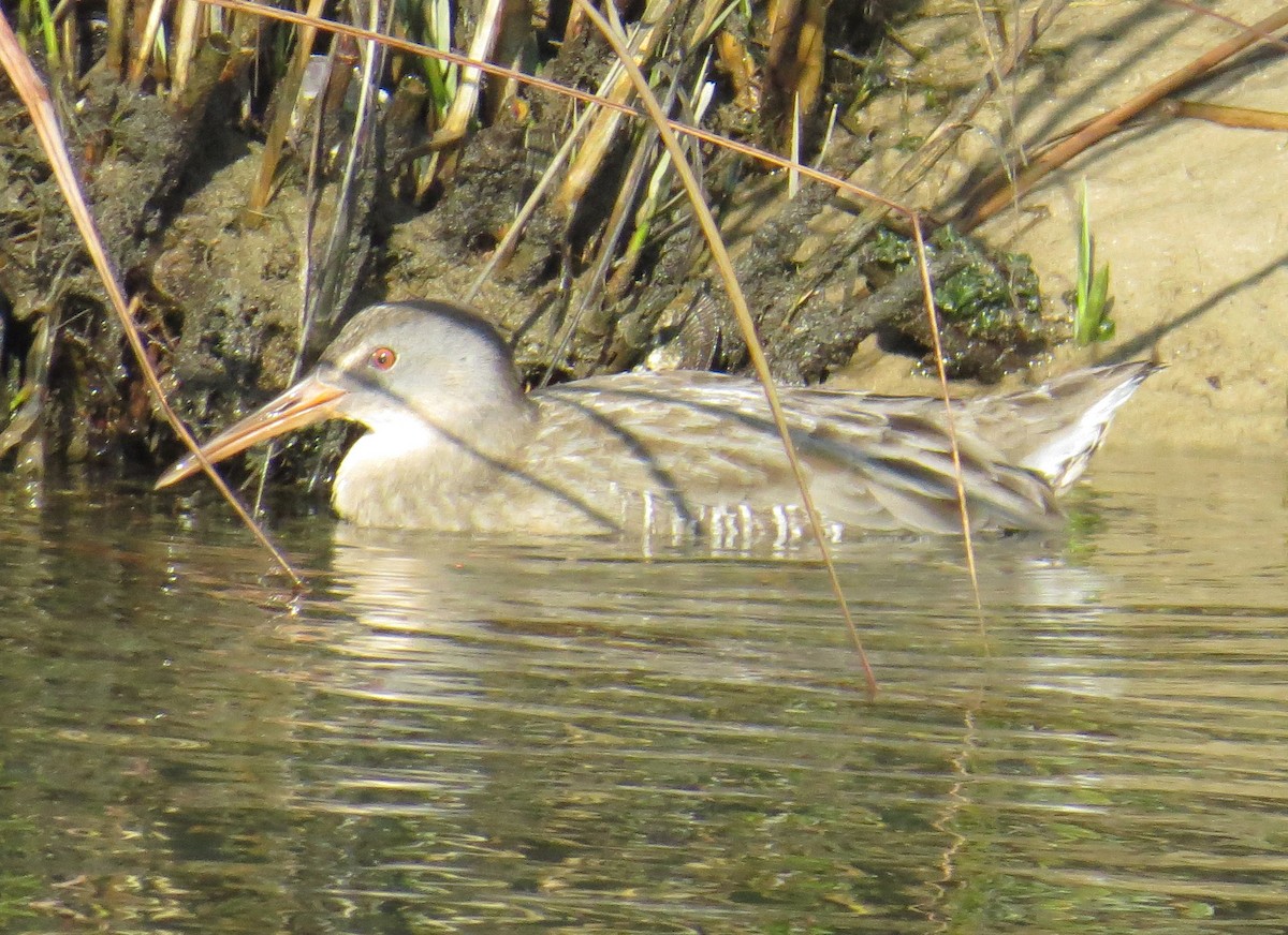 Clapper Rail - ML642997906