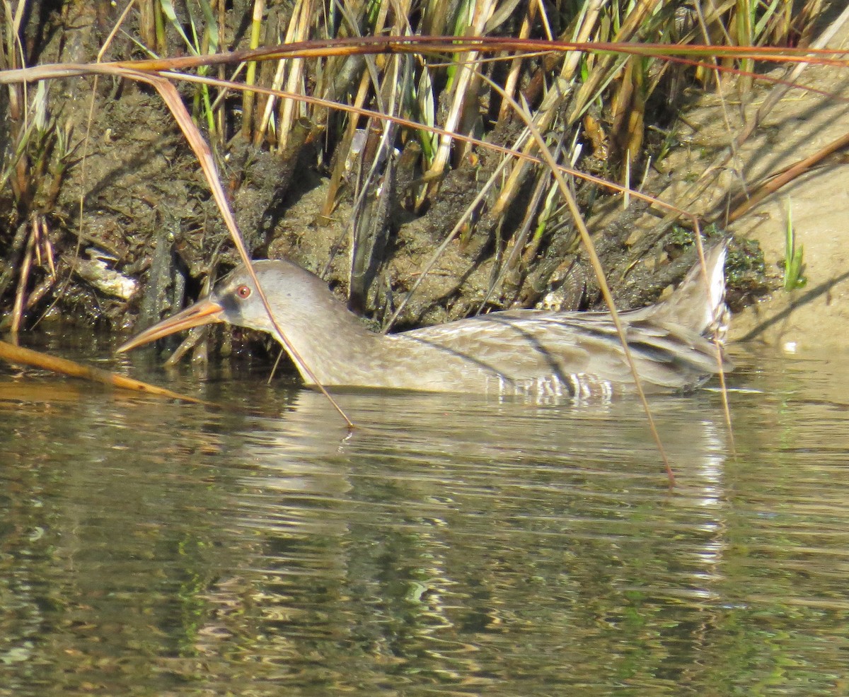 Clapper Rail - ML642997907