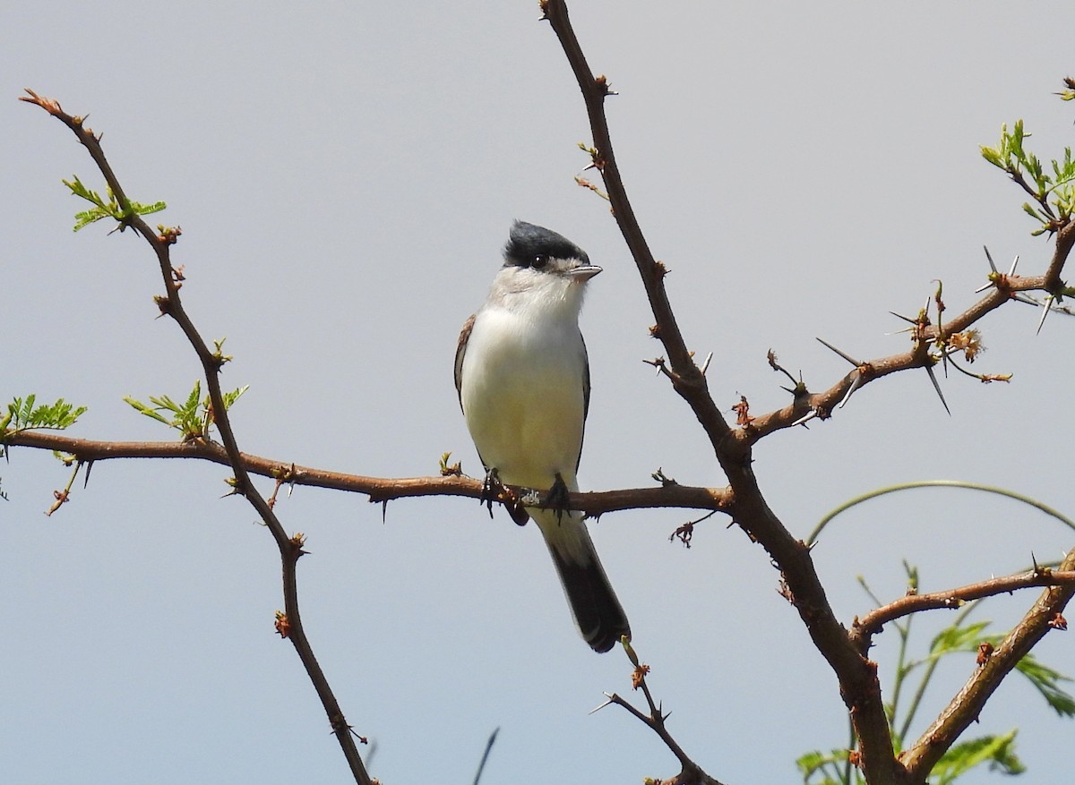 White-naped Xenopsaris - ML642997916