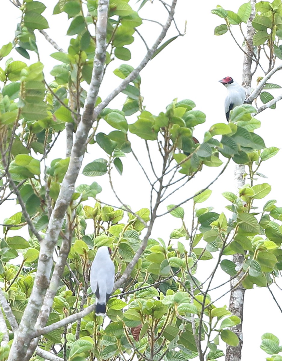 Masked Tityra - ML642997917