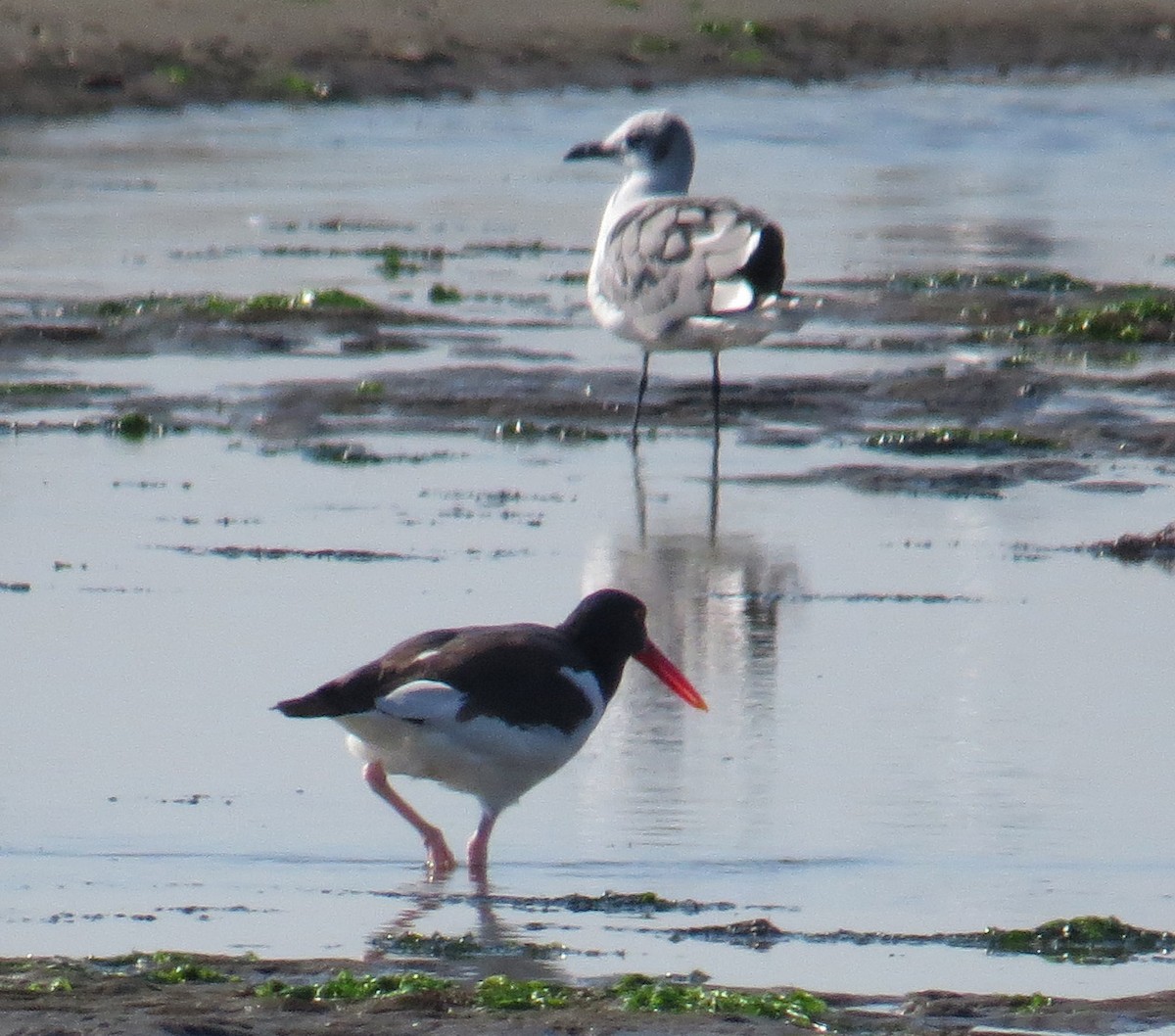 American Oystercatcher - ML642997920