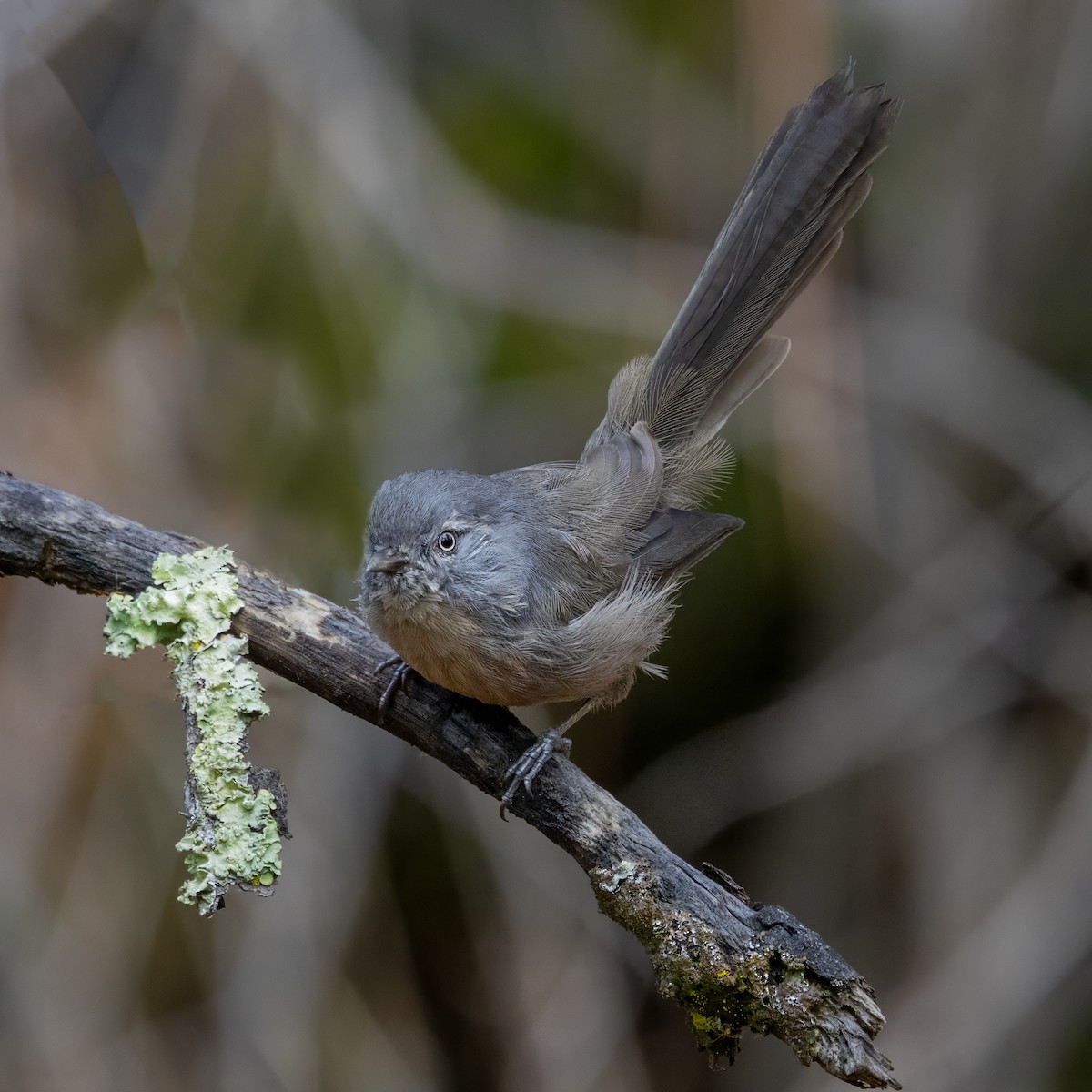 Wrentit - ML642997921