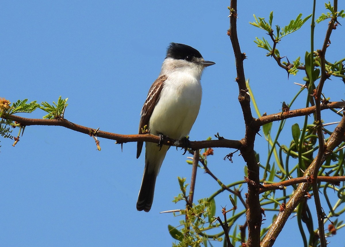 White-naped Xenopsaris - ML642997932