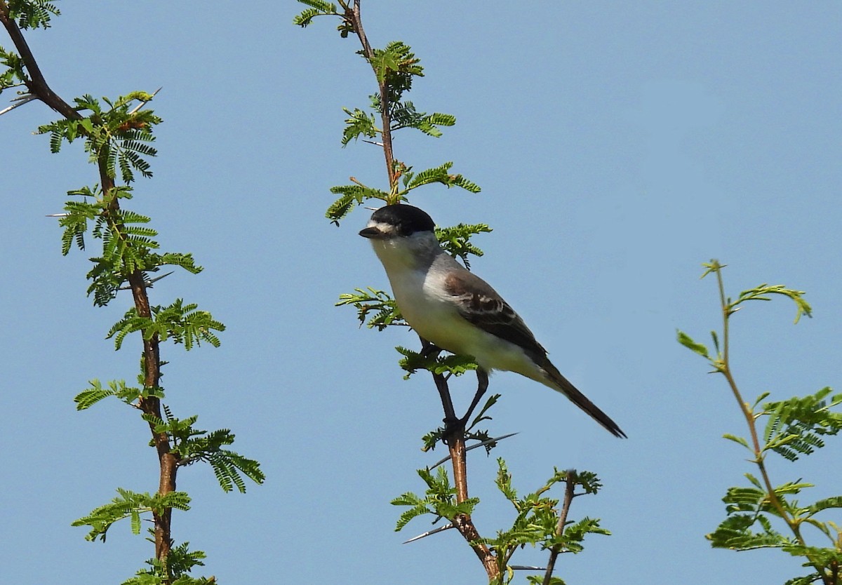 White-naped Xenopsaris - ML642997936