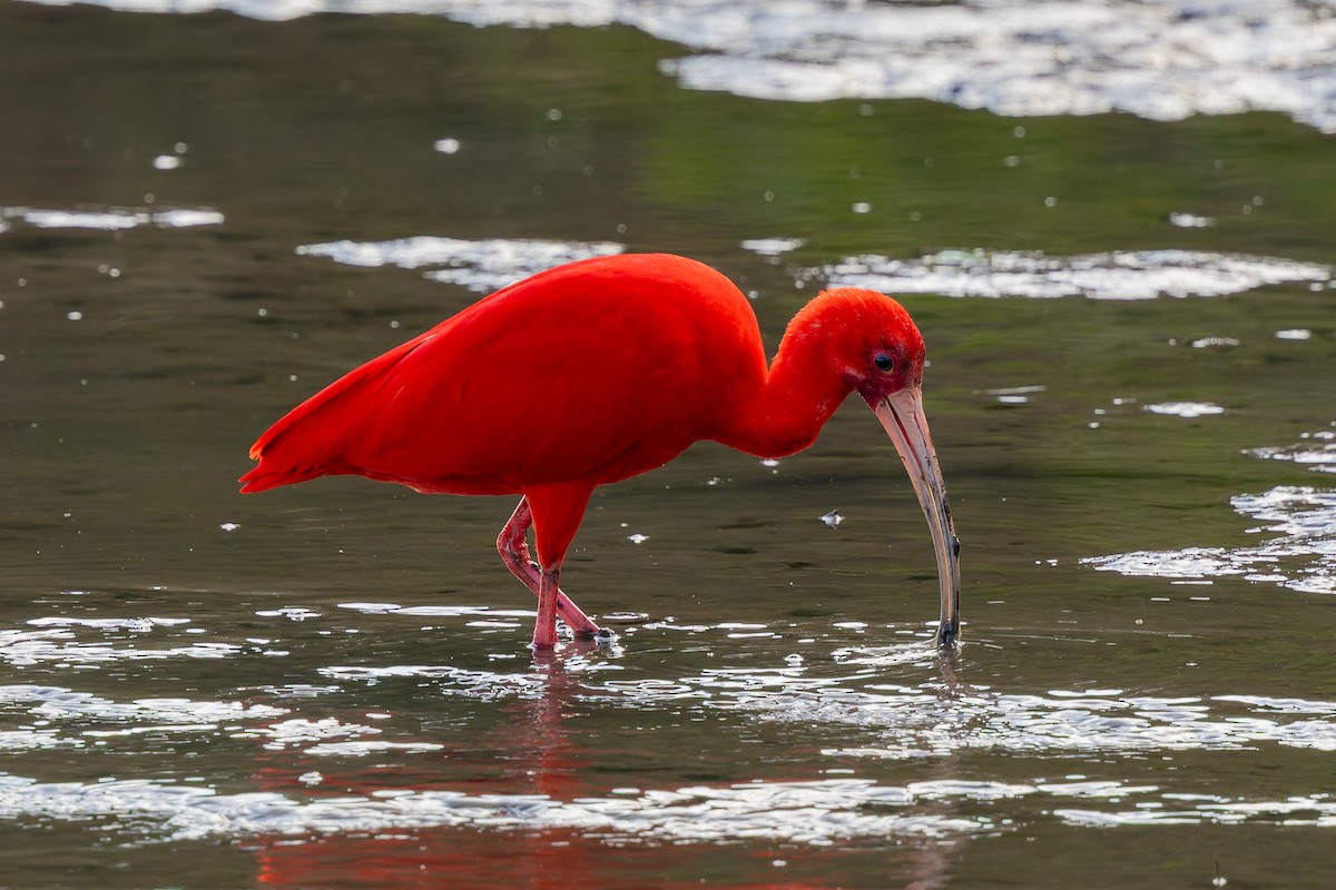 Scarlet Ibis - ML642997942