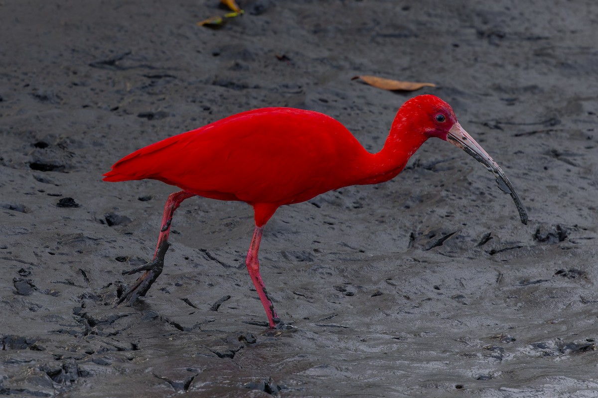 Scarlet Ibis - ML642997945