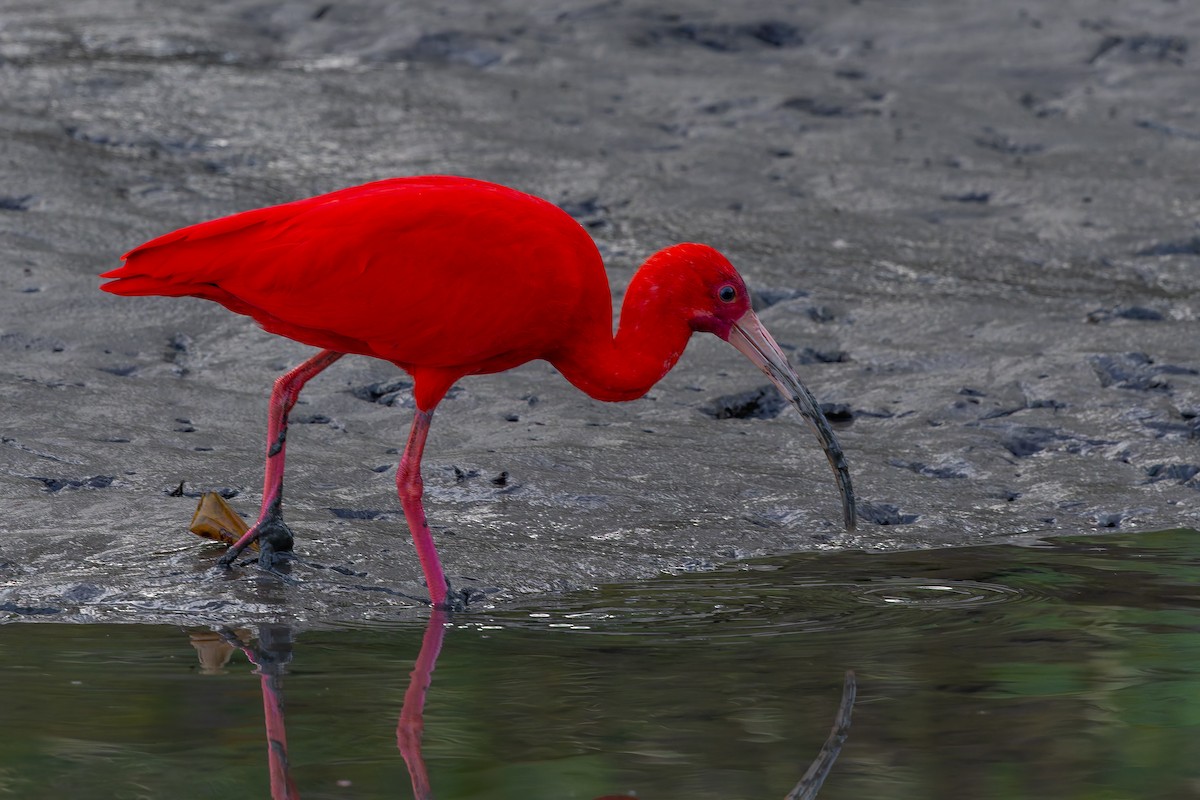 Scarlet Ibis - ML642997946
