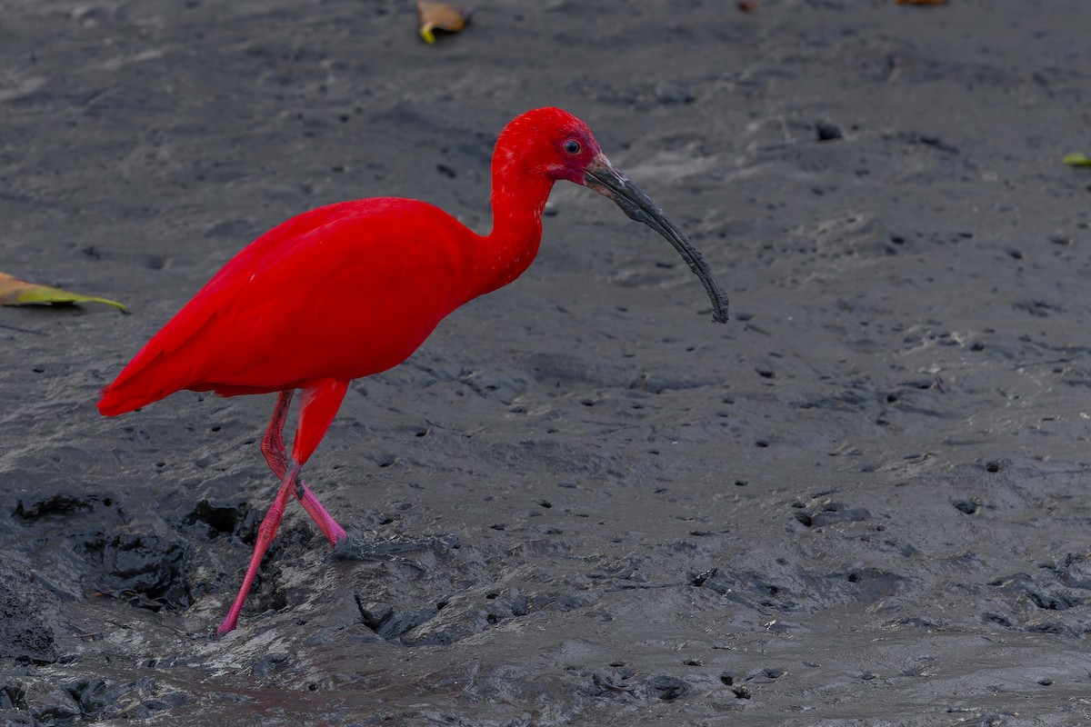 Scarlet Ibis - ML642997947