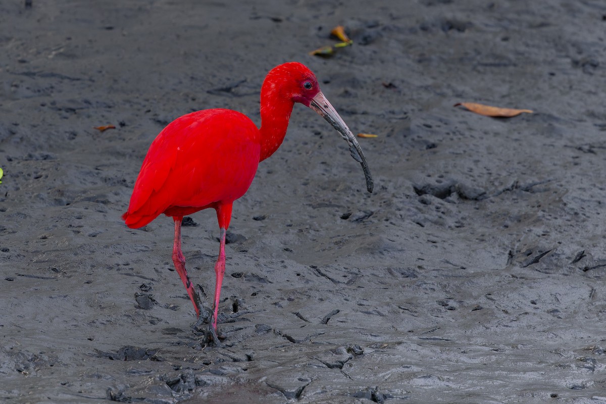 Scarlet Ibis - ML642997948