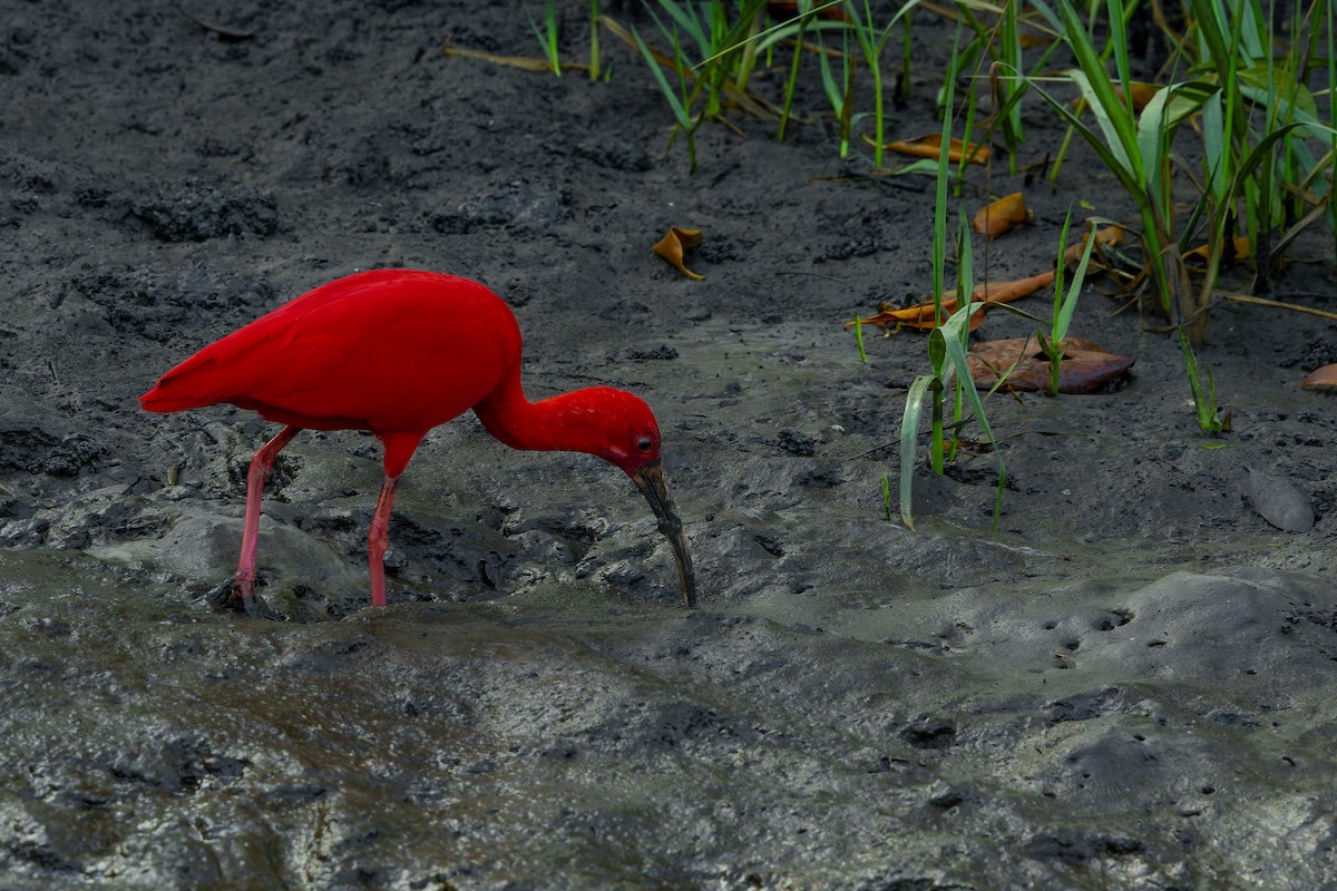Scarlet Ibis - ML642997950