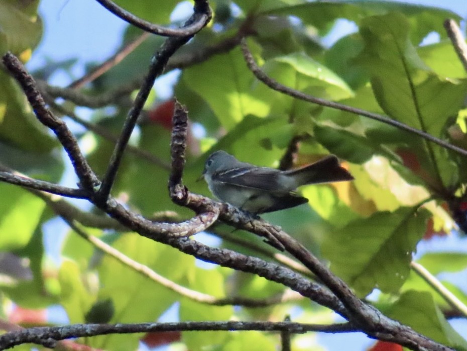 Eastern Wood-Pewee - ML642997963