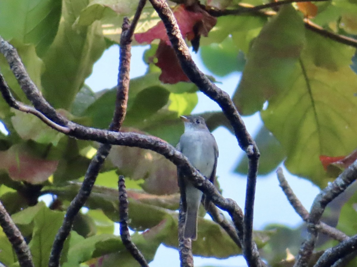 Eastern Wood-Pewee - ML642997964