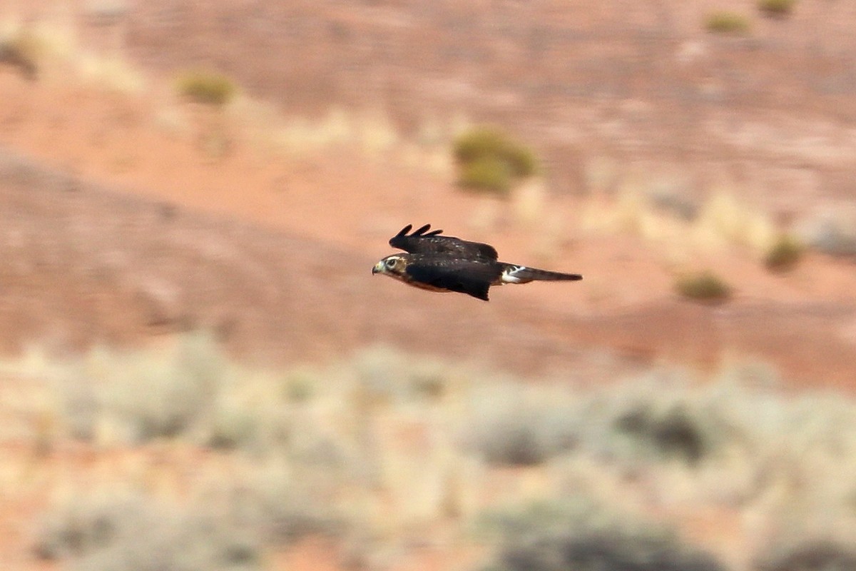 Broad-winged Hawk - ML642998001