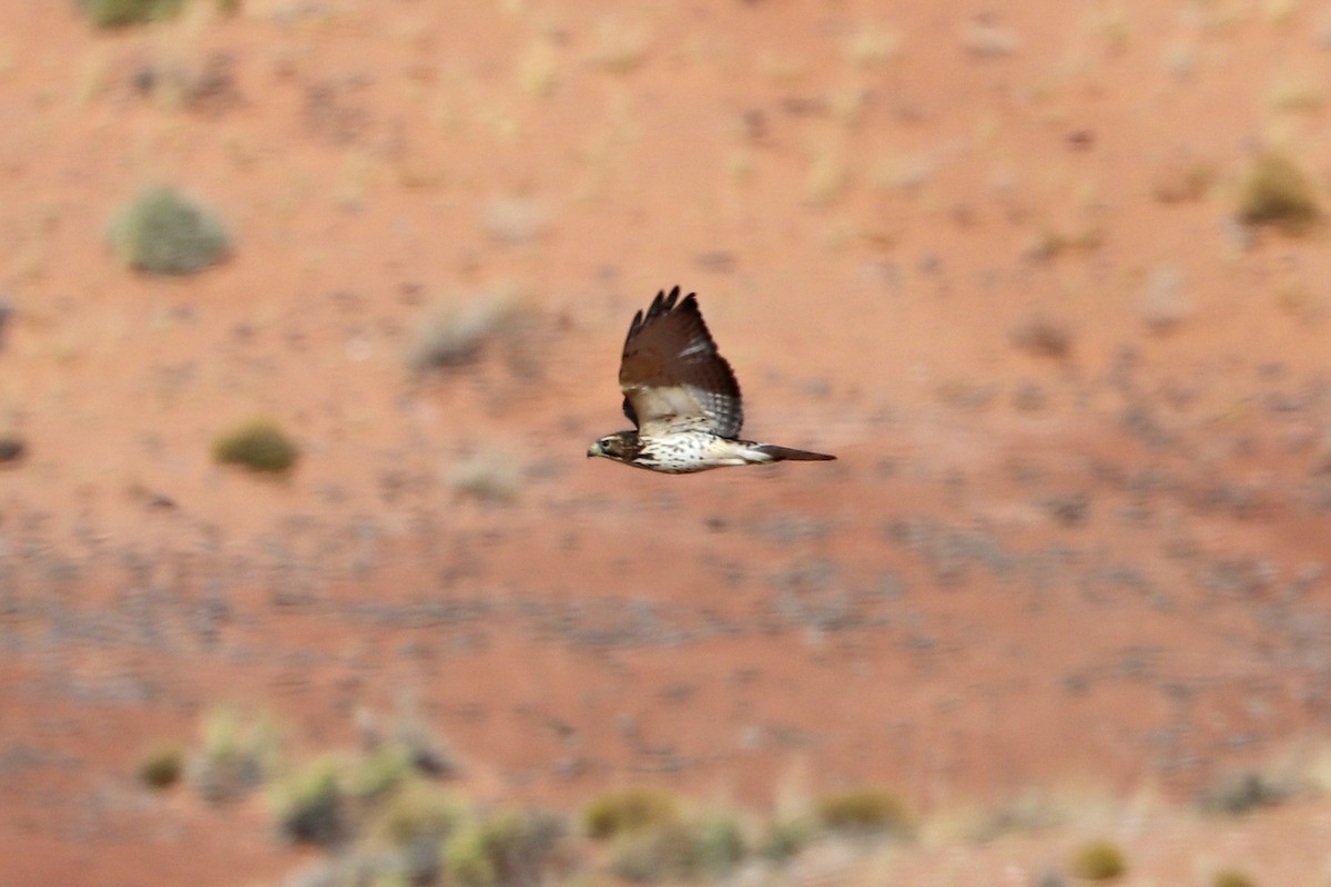 Broad-winged Hawk - ML642998002
