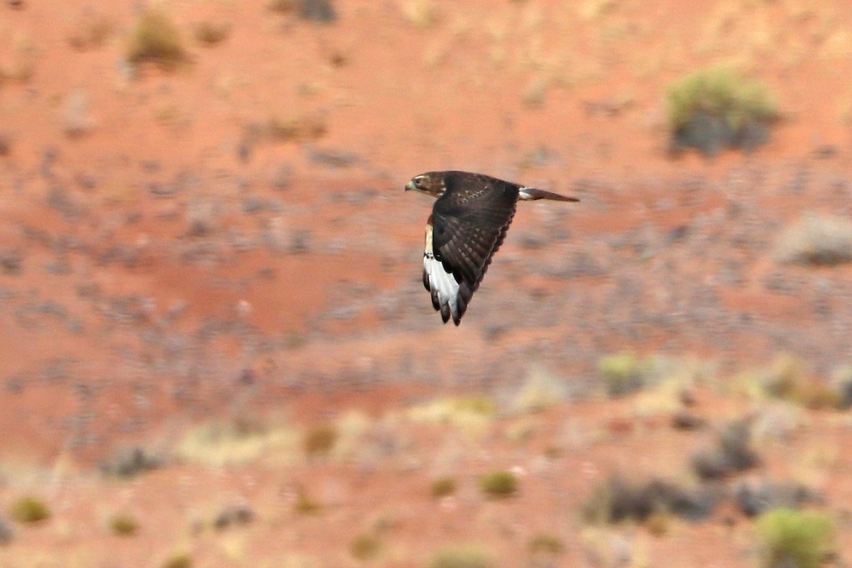 Broad-winged Hawk - ML642998003