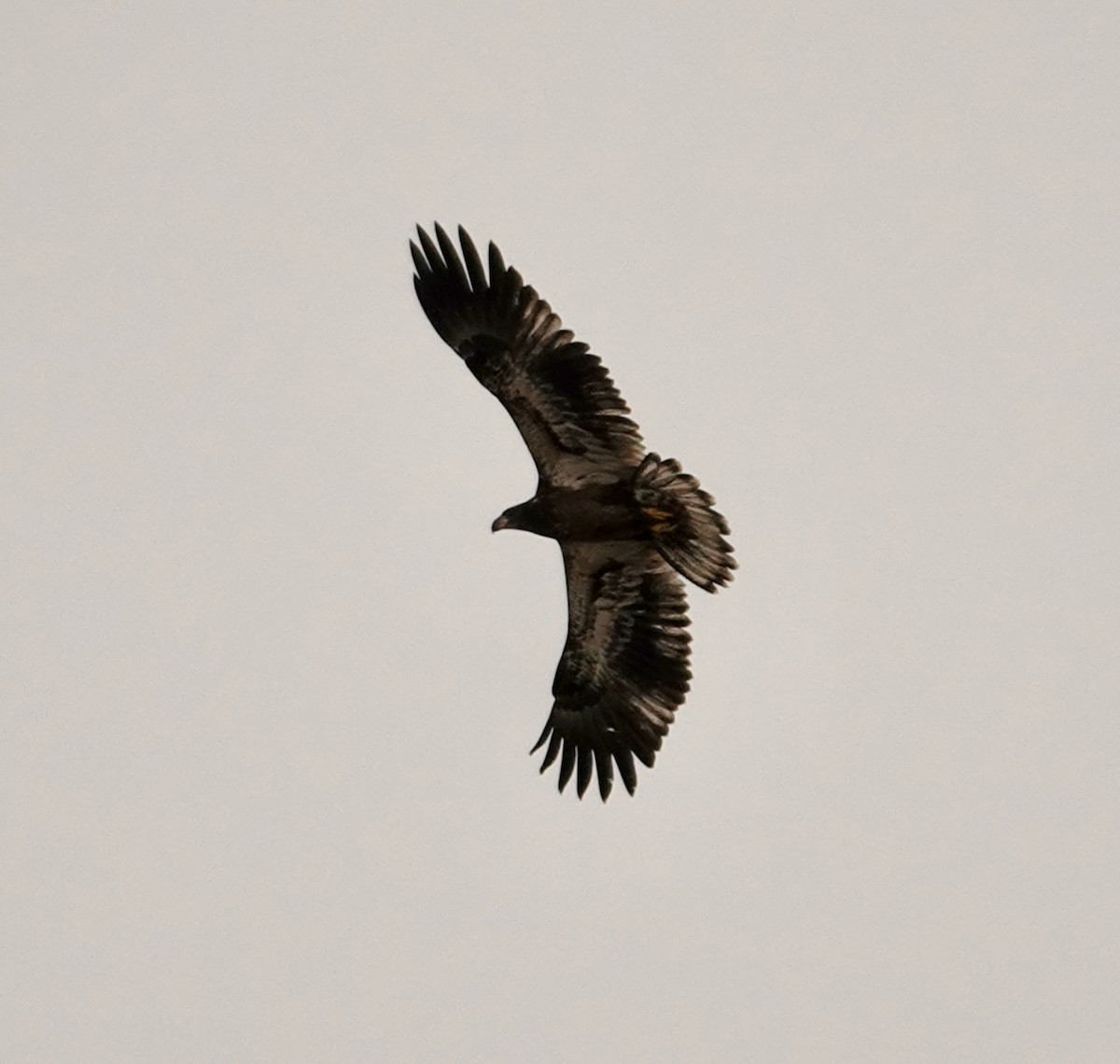 Weißkopf-Seeadler - ML642998012