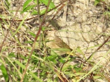 Palm Warbler - ML642998014
