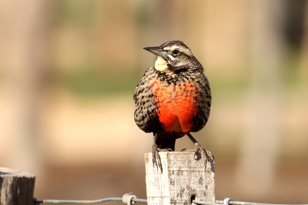 Long-tailed Meadowlark - ML642998028