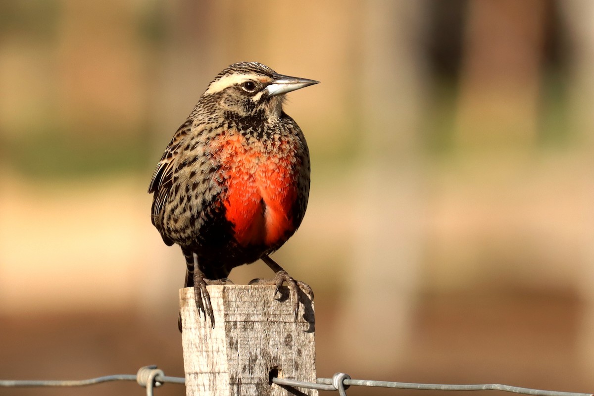 Long-tailed Meadowlark - ML642998030