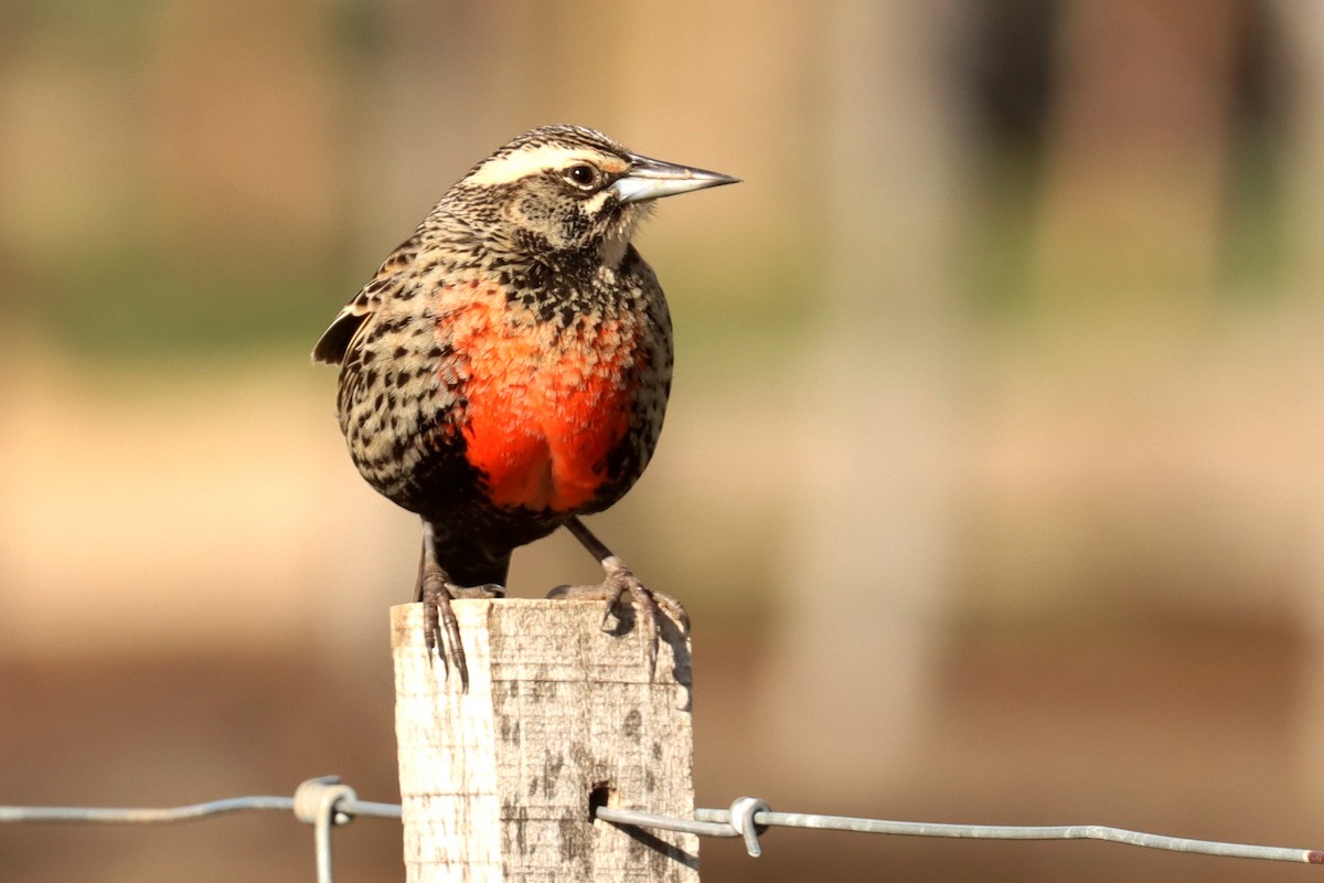 Long-tailed Meadowlark - ML642998031