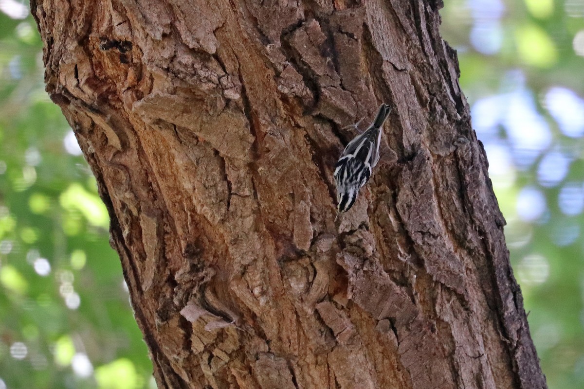Black-and-white Warbler - ML642998032