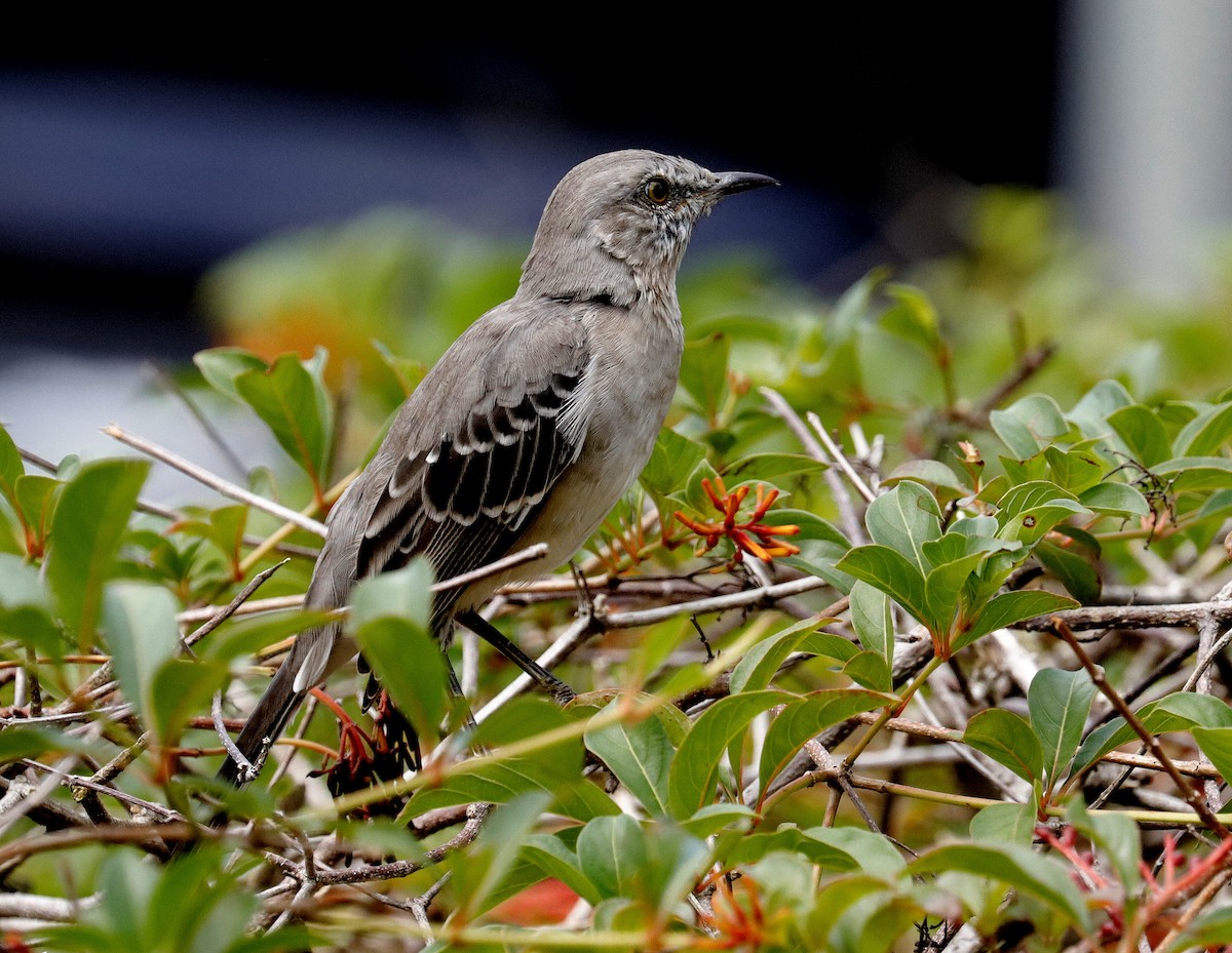 Northern Mockingbird - ML642998033