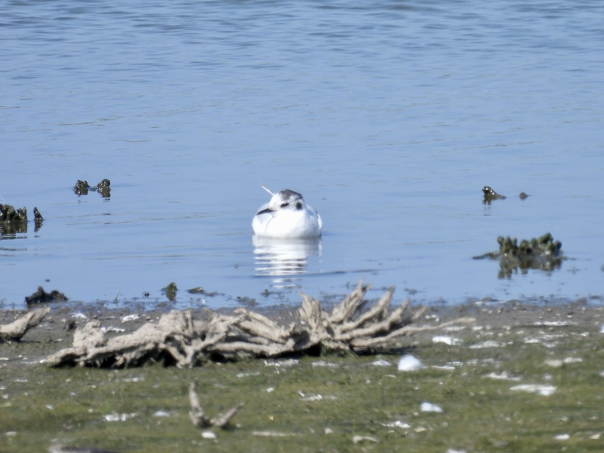 Little Gull - ML642998038