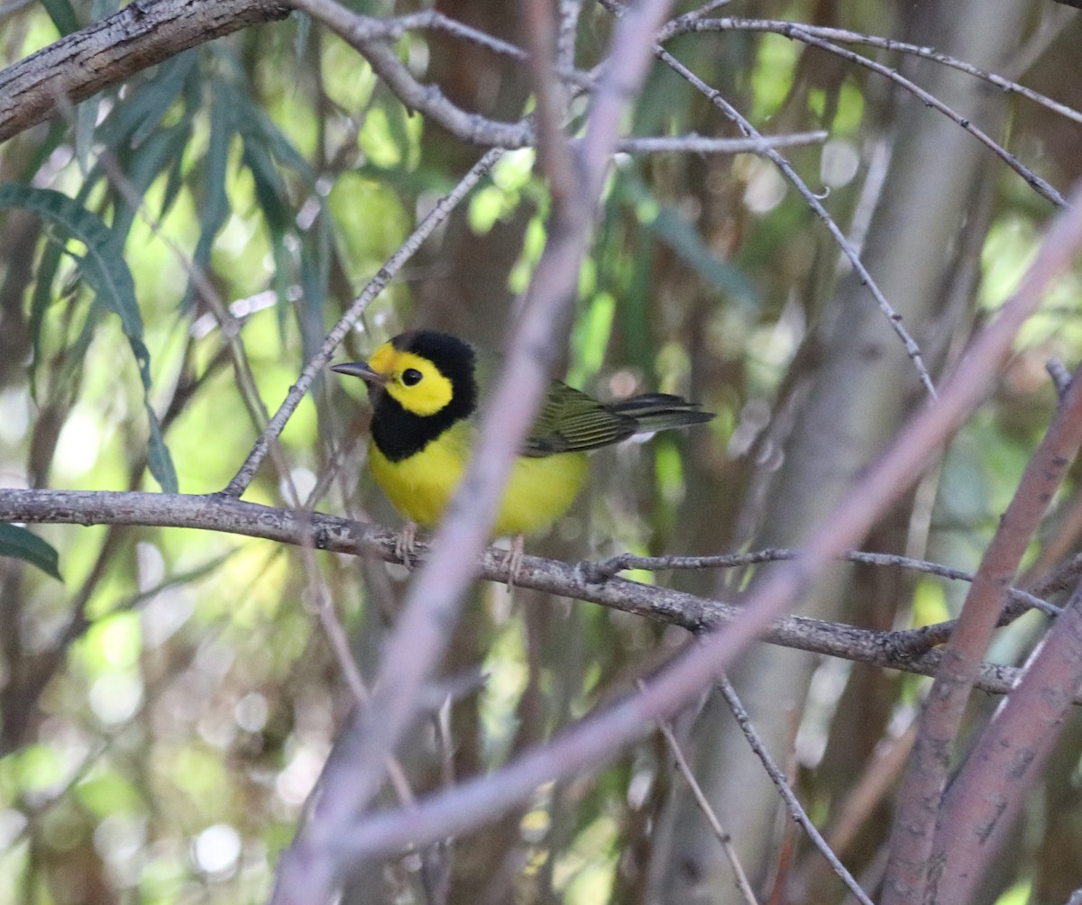 Болотянка чорногорла - ML642998040