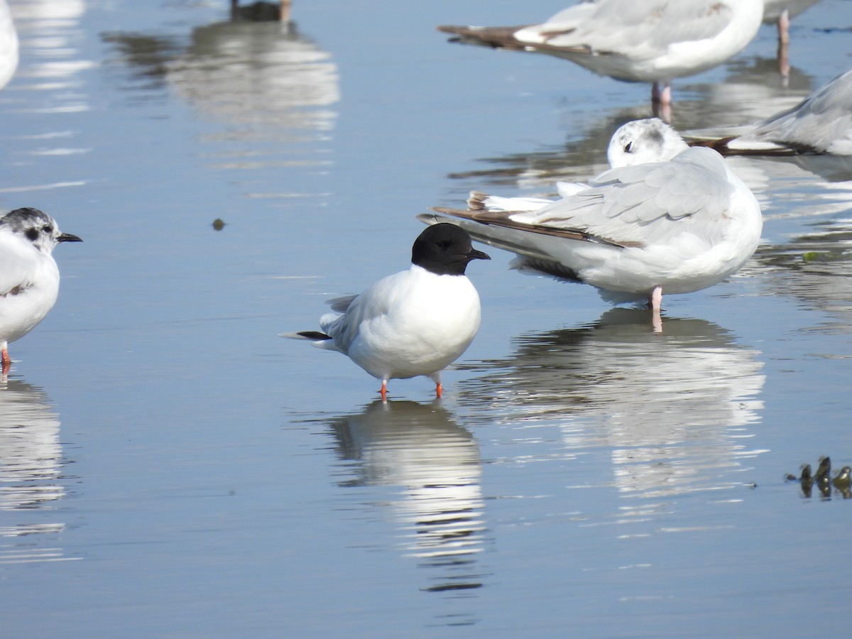 Little Gull - ML642998101