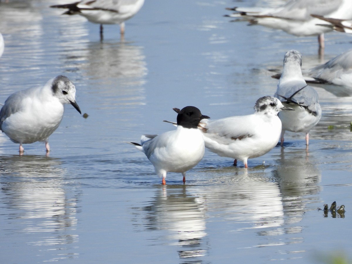 Little Gull - ML642998136