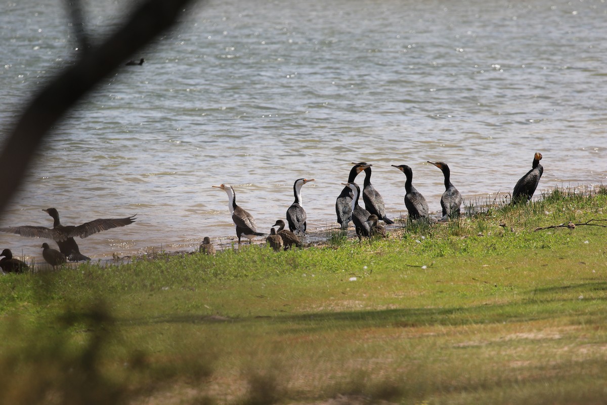 Pied Cormorant - ML642998145