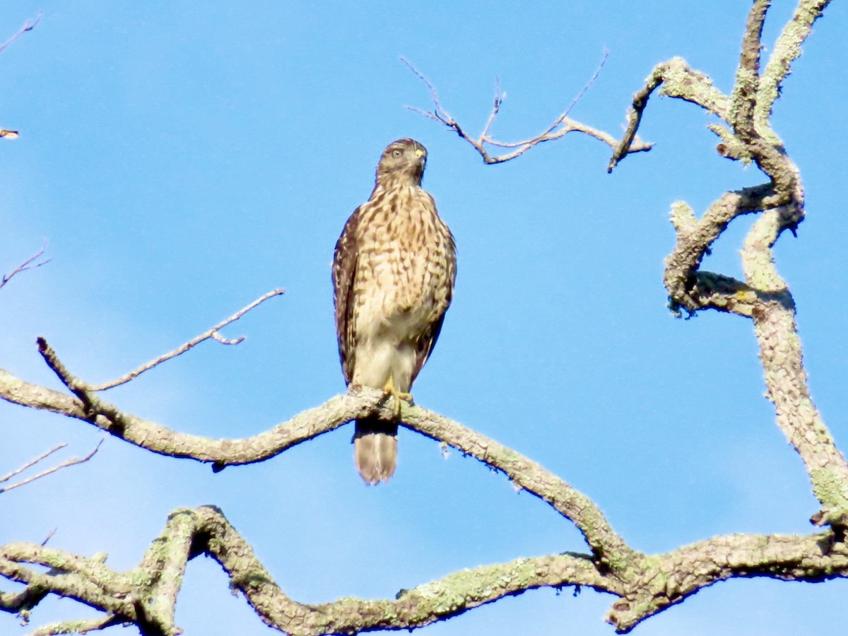 Red-shouldered Hawk - ML642998148