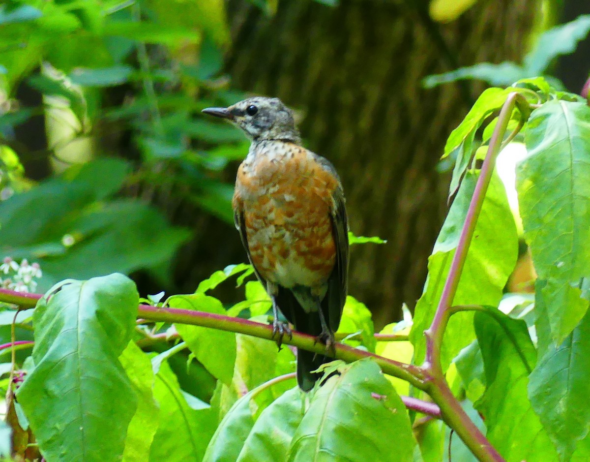 American Robin - ML642998153