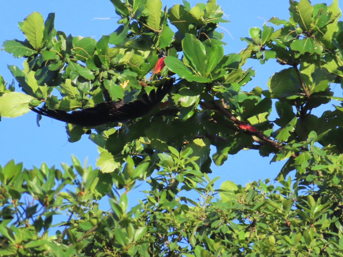 Short-tailed Hawk - ML642998162