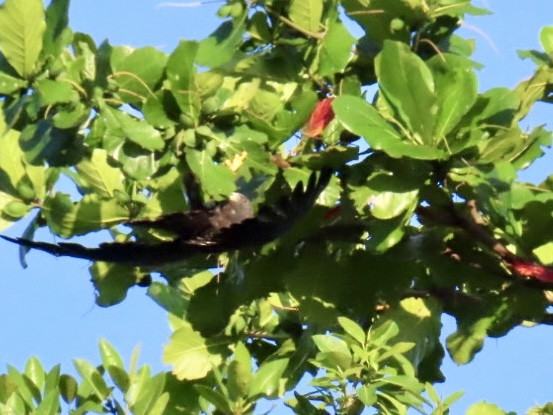 Short-tailed Hawk - ML642998163