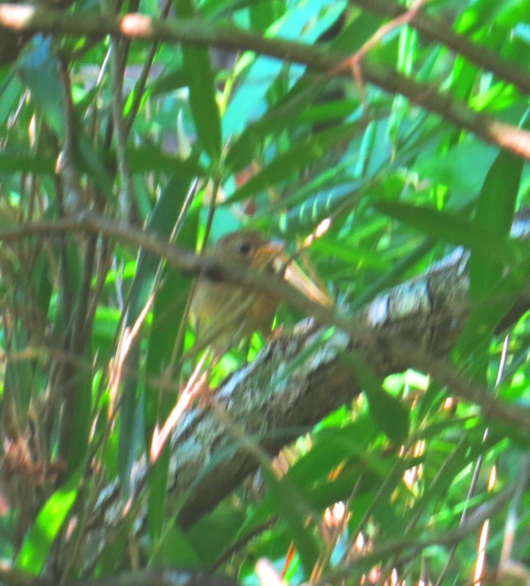 Common Yellowthroat - ML642998166