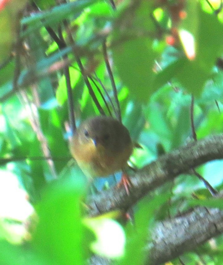 Common Yellowthroat - ML642998167