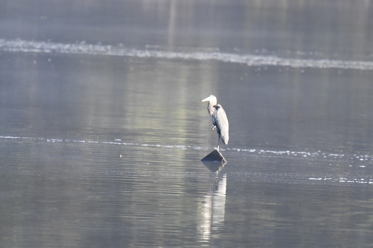 Great Blue Heron - ML642998189
