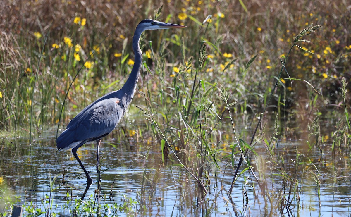 Great Blue Heron (Great Blue) - ML642998192