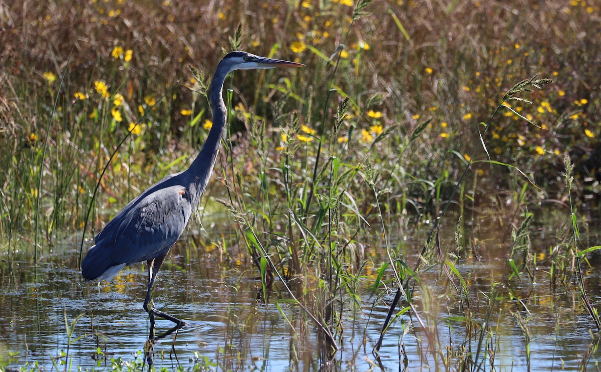 Great Blue Heron (Great Blue) - ML642998205