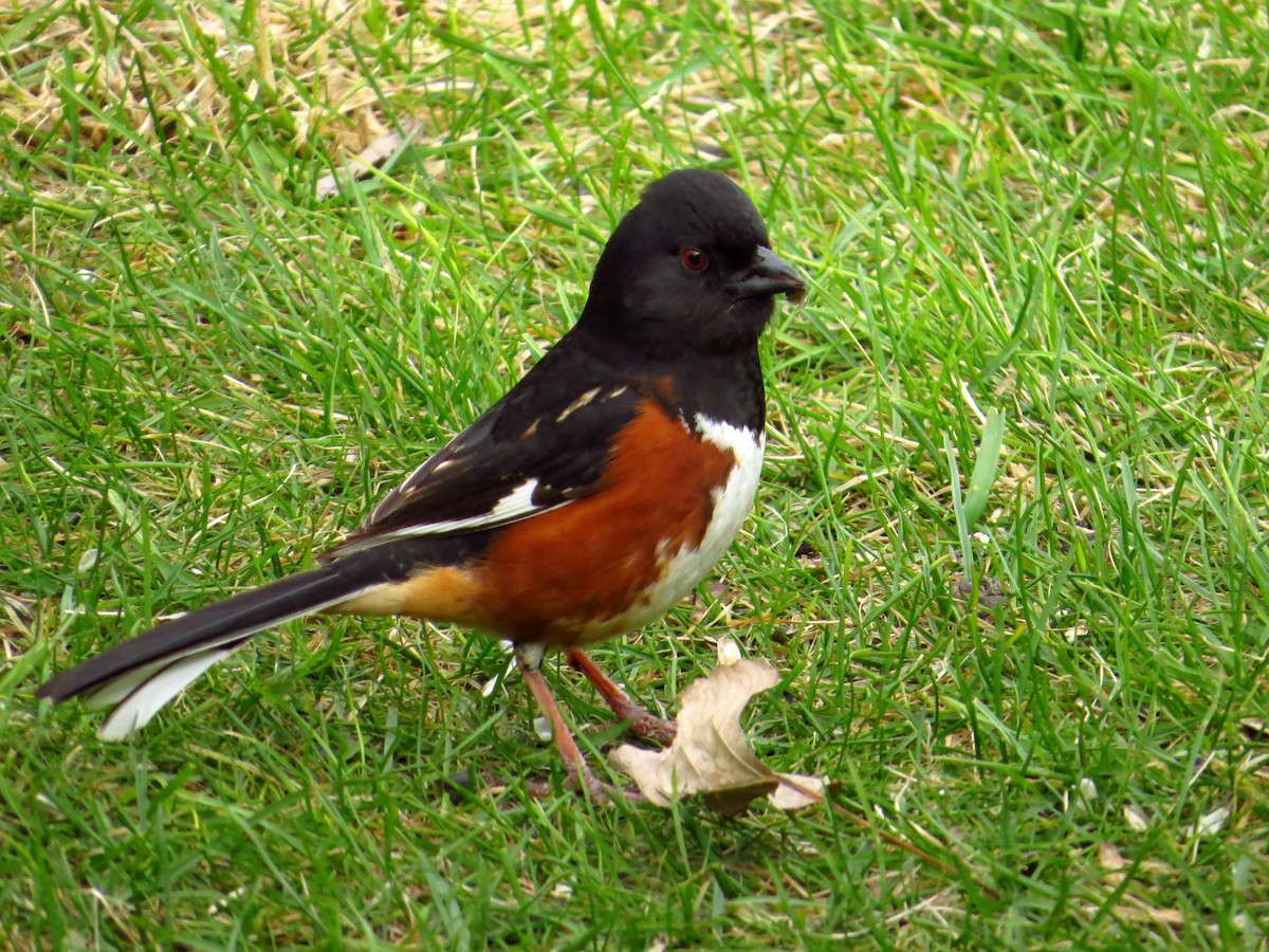 Spotted x Eastern Towhee (hybrid) - ML64299821