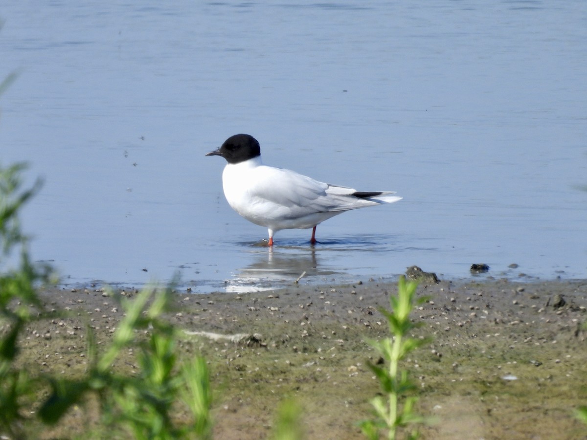 Little Gull - ML642998227