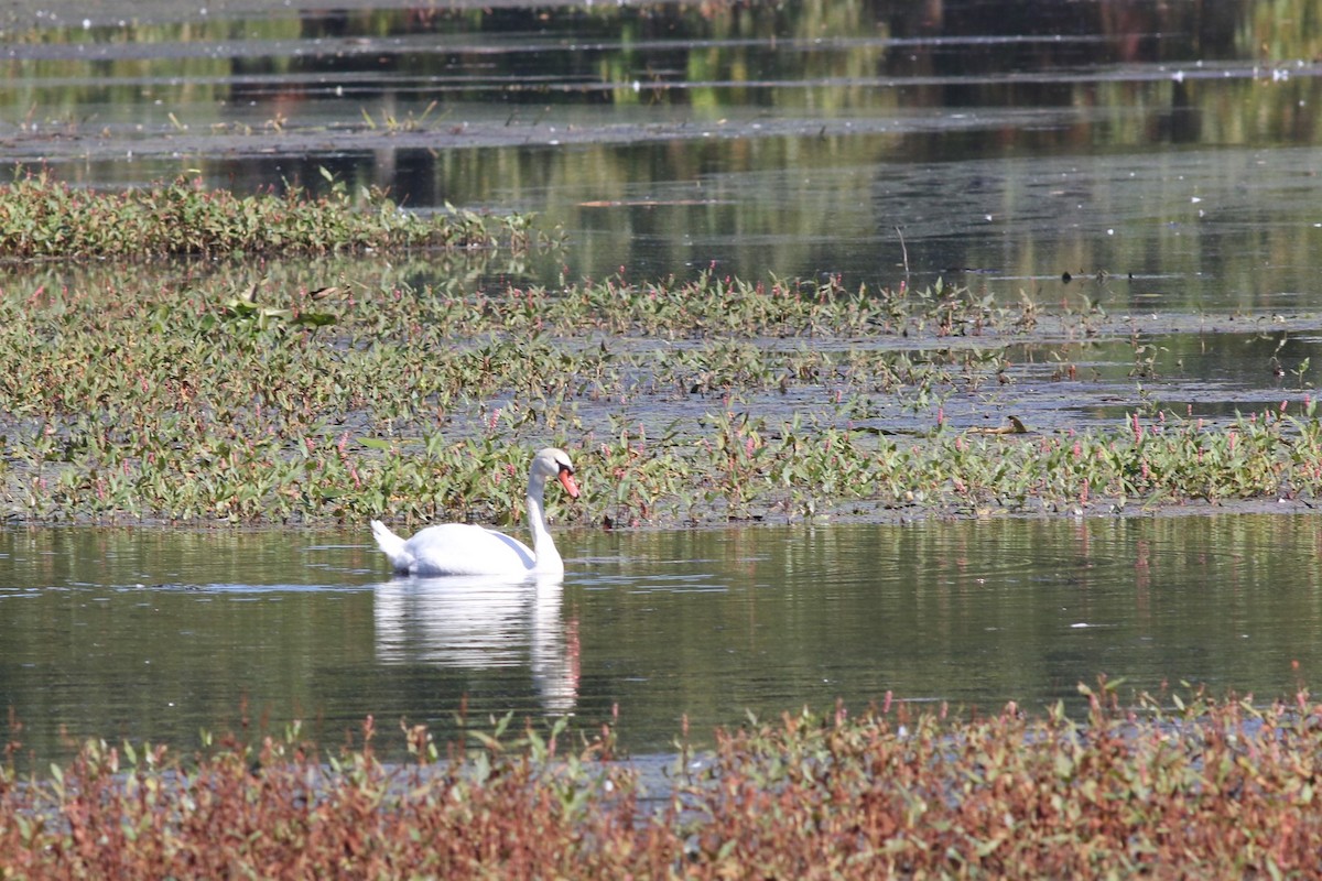 Höckerschwan - ML642998228